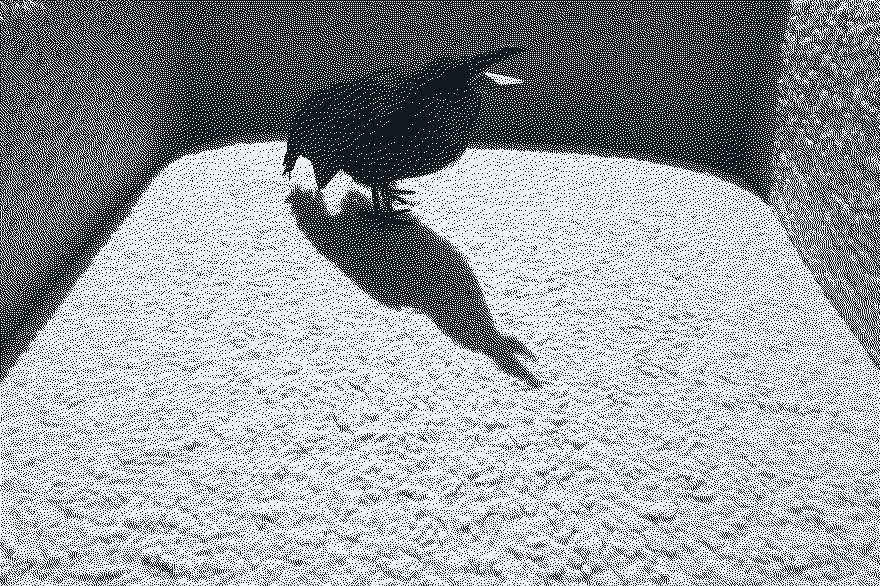 A crow on a white ledge and its long shadow